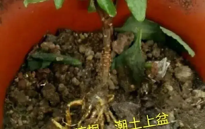 瑞香花积水怎么办？