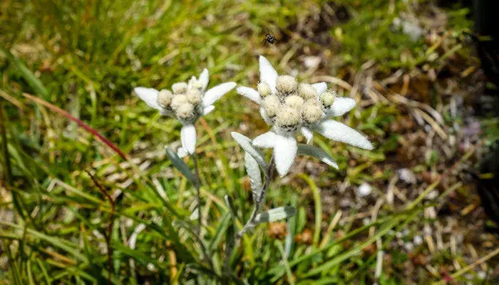 雪绒花的花语和传说 雪绒花有什么花语