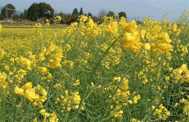 油花菜常见病害及防治和治疗 