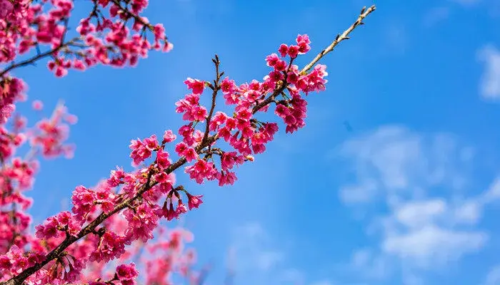 瑞香花的花语 瑞香花的花语是什么