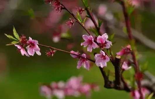 桃树开花了还能嫁接吗