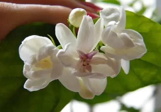 茉莉花花语不同颜色不同花语有哪些？