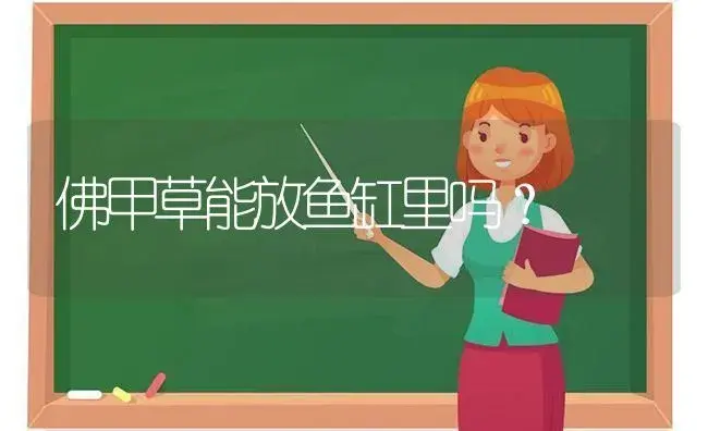 佛甲草能放鱼缸里吗？ | 多肉养殖