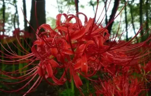 彼岸花夏天可以种吗