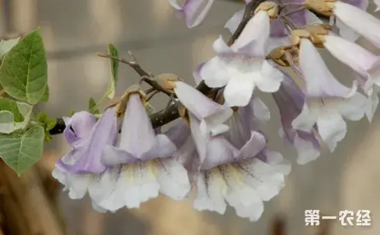 泡桐花有哪些颜色？泡桐花的花语及图片有哪些？