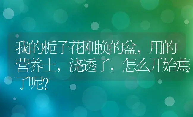 我的栀子花刚换的盆，用的营养土，浇透了，怎么开始蔫了呢？ | 绿植常识