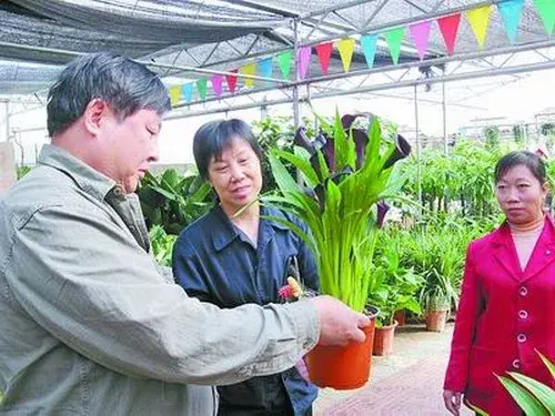 盆栽修剪 | 马蹄莲盆栽的修剪方法