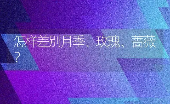 怎样差别月季、玫瑰、蔷薇？ | 家庭养花