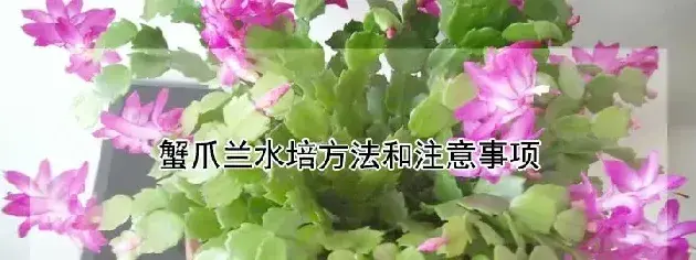 蟹爪兰水培方法和注意事项