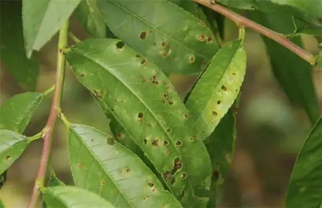 桃子细菌性穿孔病防治和治疗办法