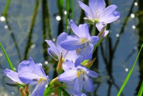 雨久花的花语有哪些？