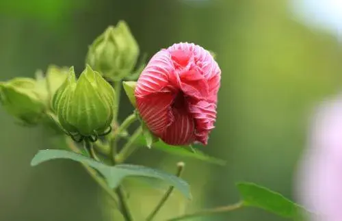 芙蓉花语，芙蓉花怎么管理