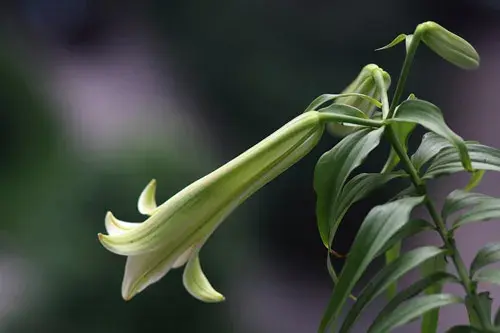 没有盛开的百合花语是什么？代表什么意思？