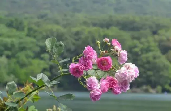 蔷薇花的花语和传说有哪些？