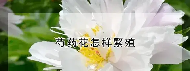 芍药花怎样繁殖