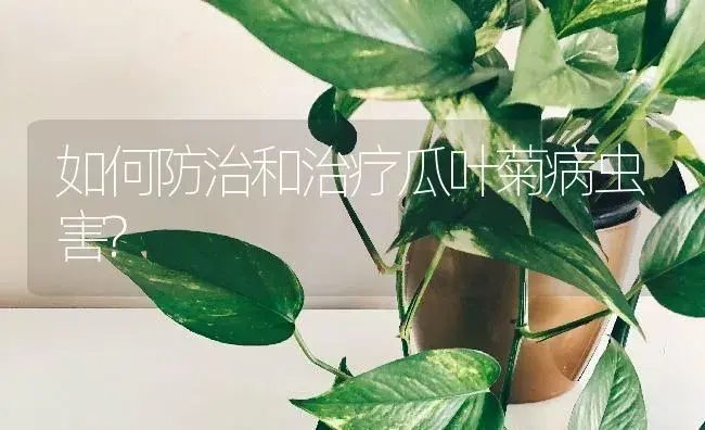 如何防治和治疗瓜叶菊病虫害? | 特种种植