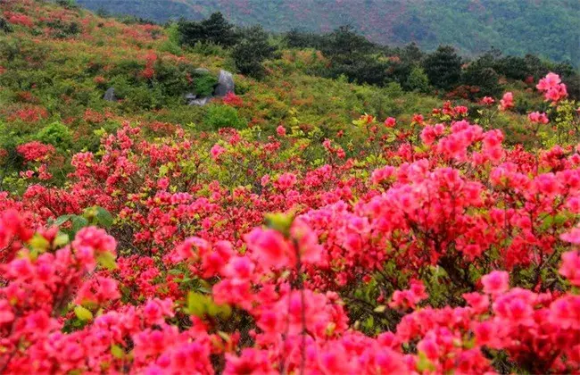 映山红的种植技术