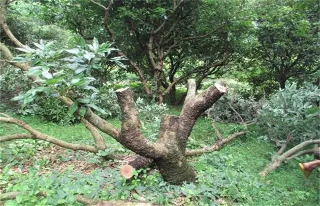 怎样修剪龙眼树