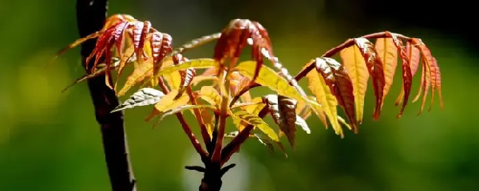 香椿种植前景怎样，价格如何