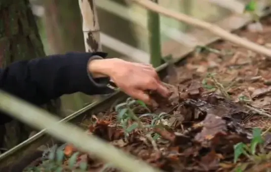 盆景材料 | 野生石斛用什么种植