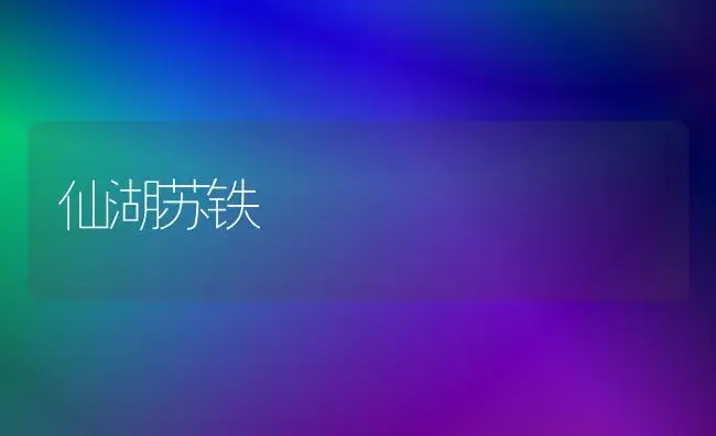 仙湖苏铁 | 家庭养花