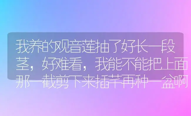 我养的观音莲抽了好长一段茎,好难看,我能不能把上面那一截剪下来插芊再种一盆啊,具体怎么弄呢？ | 多肉养殖