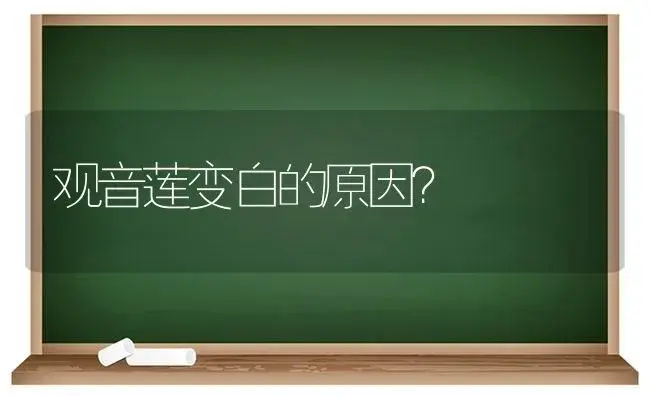 观音莲变白的原因？ | 多肉养殖