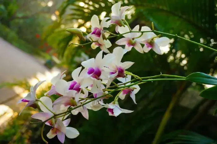 石斛兰花语介绍有哪些？