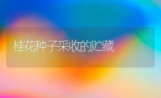 桂花种子采收的贮藏 | 家庭养花