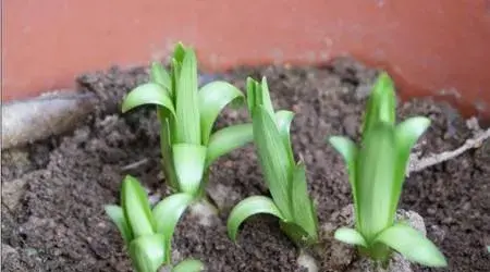 种植百合花是否需要阳光？