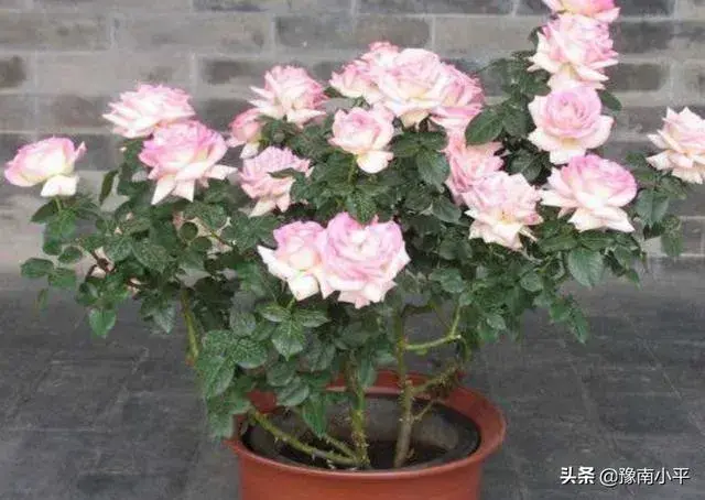 月季花开花后怎样修剪，株形更好，开花更多？