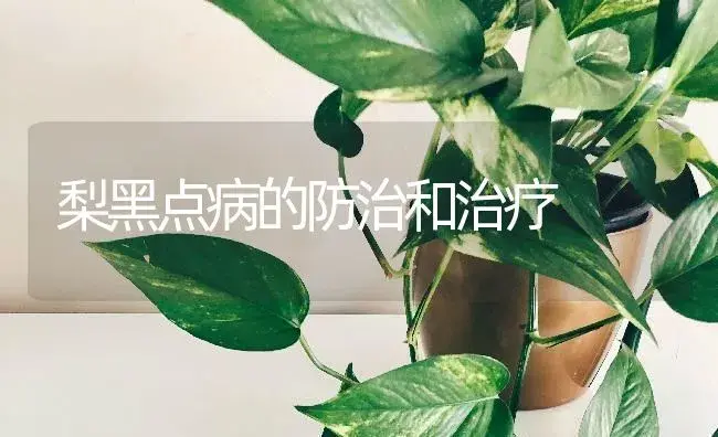 梨黑点病的防治和治疗 | 果木种植