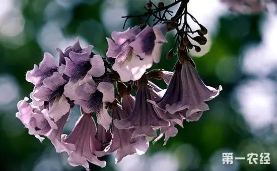 泡桐花有哪些颜色？泡桐花的花语及图片