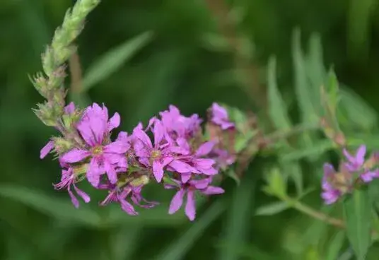 千屈菜花语是什么，千屈菜的传说故事/孤独