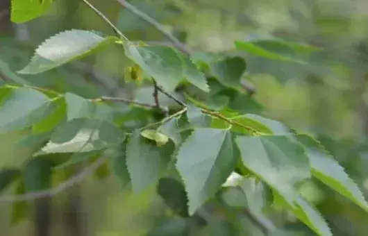 青檀茎皮枝皮纤维有什么用途？青檀种子繁殖技术