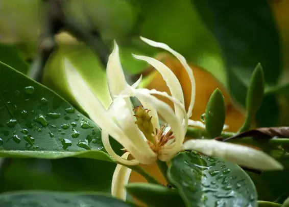 白兰花的花语有哪些？