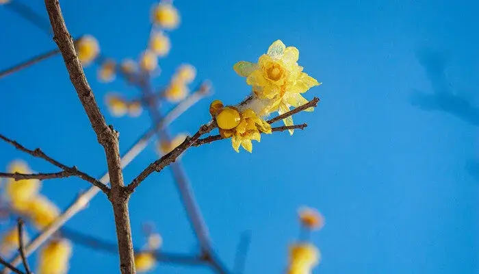 白色雀梅的花语和寓意 雀梅的寓意是什么