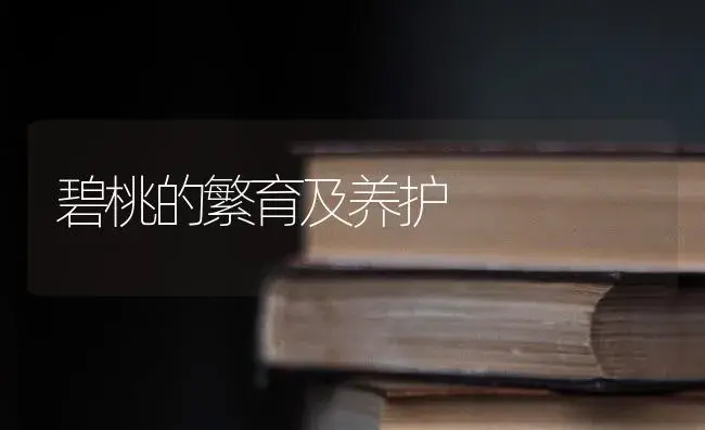 碧桃的繁育及养护 | 果木种植