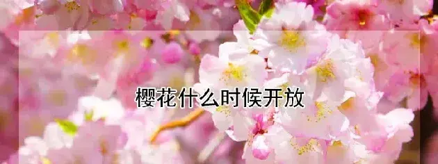 樱花什么时候开放