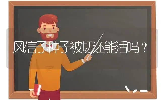 风信子种子被切还能活吗？ | 绿植常识