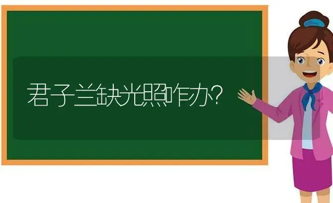 君子兰缺光照咋办？ | 绿植常识