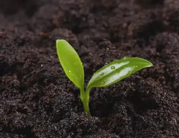 盆景养护管理 | 怎样给盆土消毒