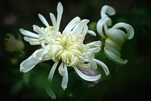 白菊花代表什么意思，高贵/哀思/清纯/看清真相等