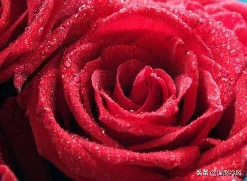 玫瑰花的特点是什么？（外形）？