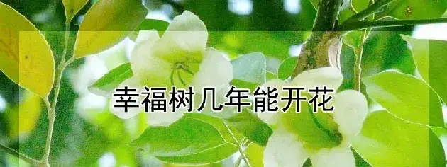 幸福树几年能开花