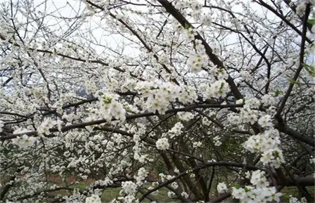 李子的疏花疏果措施