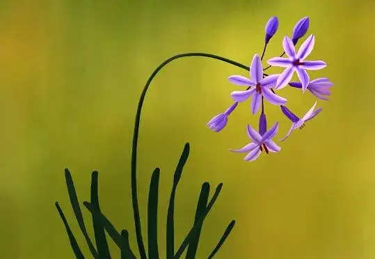 紫娇花什么时候开花，紫娇花花期管理/花语铭记于心