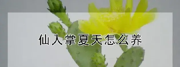 仙人掌夏天怎么养