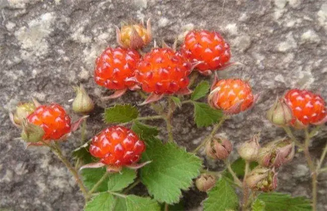 野草莓栽培该怎么管理