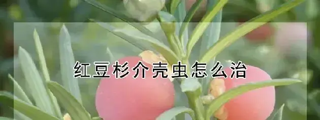 红豆杉介壳虫怎么治
